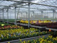 /album/galerie-de-photos-diaporama-des-entreprises-horticoles/dsc00657-jpg/