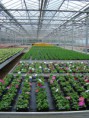 /album/galerie-de-photos-diaporama-des-entreprises-horticoles/dsc03962-jpg/