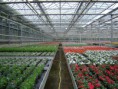 /album/galerie-de-photos-diaporama-des-entreprises-horticoles/dsc03967-jpg/