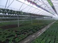 /album/galerie-de-photos-diaporama-des-entreprises-horticoles/dscf1849-jpg/